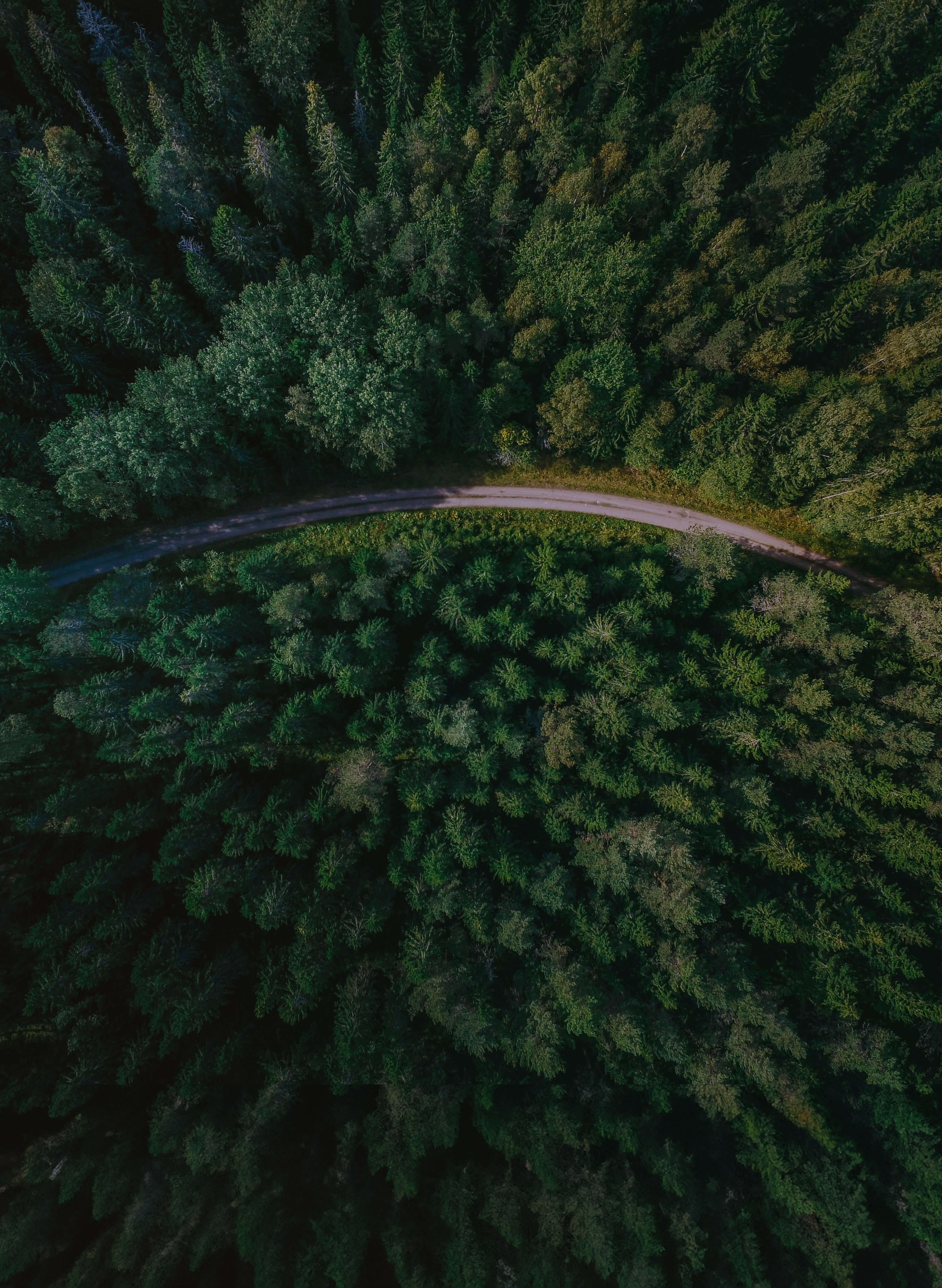 An aerial photo of a winding road surrounded by pine forests.